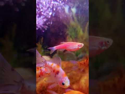 My fish tank 😄
