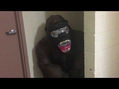 Funniest Gorilla Pranks Part 5