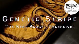The Best Recessive Project For a New Ball Python Breeder! Genetic Stripe: State of the Morph 2023.