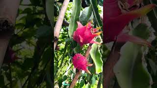 Al Rahman, Beautiful Voice 🥀❤️🥰