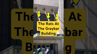 The Rats at the Graybar Building #nyc #nychistory #rats #didyouknow #exploreny #grandcentral #fyi
