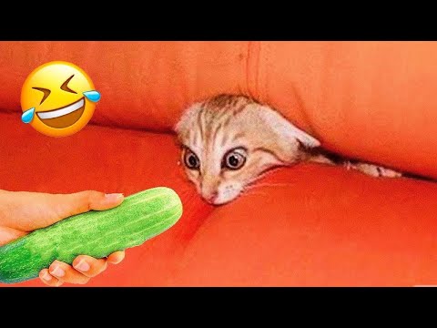 Hilarious animals will make you laugh to die 😂