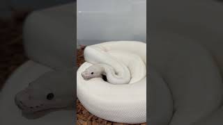 Big Lucy! #snake #ballpythonmorphs #royalpython #reptiles #ballpython #reels #animals