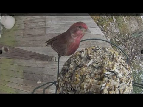 Red Finch and Downy Woodpecker - close up with sound