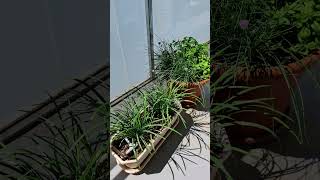 #youtubeshorts #subscribe #support #cambodia #video #videoshort #fypシ゚viral #thai  #videoreel #fyp