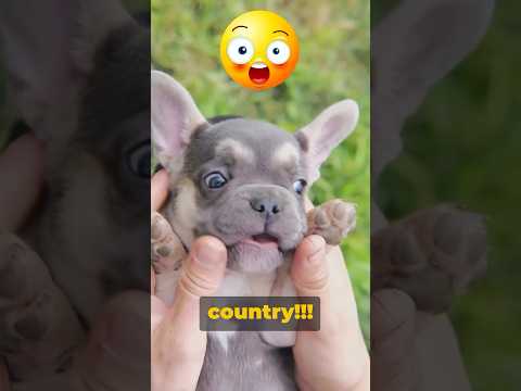 French or British? #doghistory #frenchbulldog