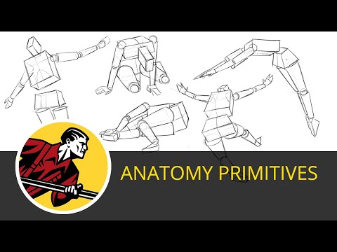 The Importance of Primitive Anatomy Shapes