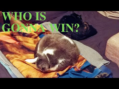 Cats fighting over their favorite toys!