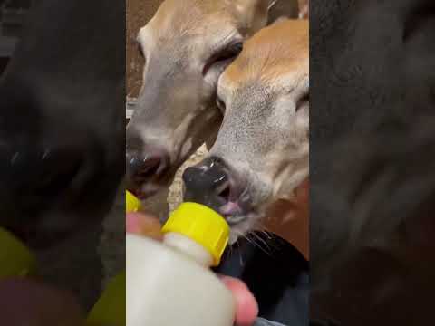 Double Trouble: Whitetail Fawns Guzzle Their Bottles #babydeer #nature #babymammals #lipcurlscents