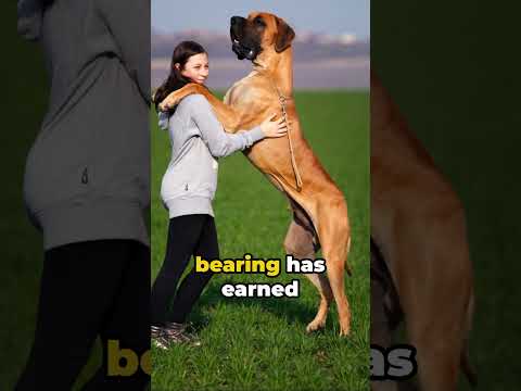 Great Dane: Modern Giant #greatdane #greatdanedog #shorts