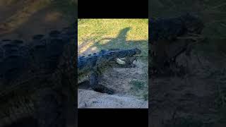 Poor baby turtle being chased and eaten by a crocodile