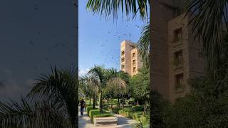 iiiT Delhi Beautiful Natural Campus Life