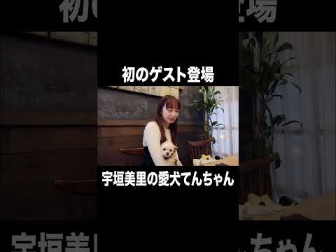 初のゲスト登場 愛犬てんちゃん【宇垣美里YouTube】 #宇垣美里 #アナウンサー #犬