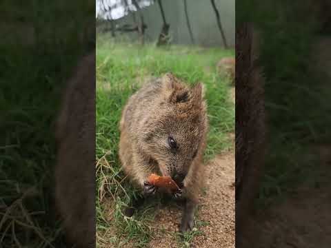 Cute and Funny Moments with 🥰 Quokka Compilation : 5 Interesting Facts about Quokka