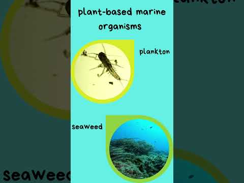 the ocean produces more than half of the world's oxygen #didyouknow #chemistry #shortsfeed #shorts