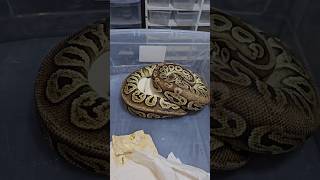 2025-clutch8/how we collect #joinreptiles #ballpython #royalpythons #pythonregius #exotics #pets