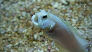 穴を掘る魚! · 動物ドキュメンタリー