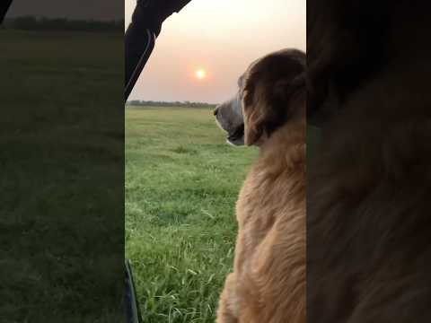 We don't deserve dogs. Rest easy Buddy Boy