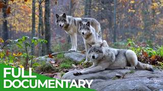 Wild Assassins – Deadly Pack Tactics | Free Documentary Nature