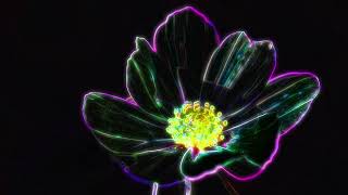 Trippy Psychedelic Flower Animation Loops #3d #flower #vjloops #neon #abstract #animation #trippy