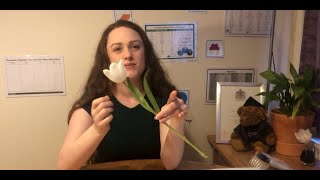 Quick Science - Water Transport in Plants
