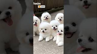 Cute teacup dog puppies😍 #cute #baby #cutebaby #barkingbliss #babyanimals #toys #pets #babydogs #dog
