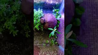 Natural Aquarium | #aquariumhobby #aquariumfishmarket #aquariumfish #aquarium #aquariumlife