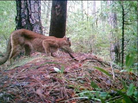 Mountain Lion
