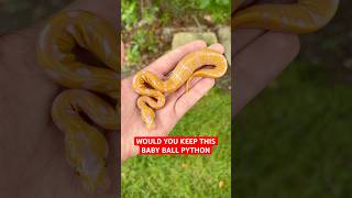 Would you KEEP this Baby Ball Python!?