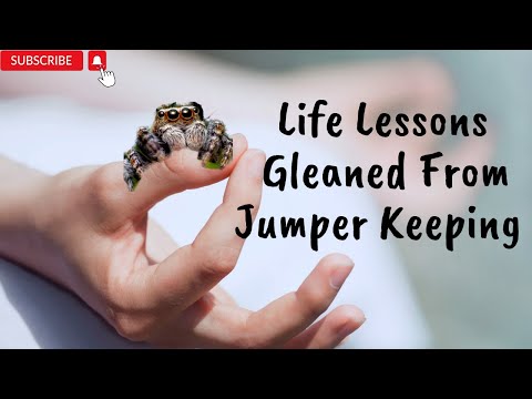 Addendum to Rule #1. Life Lessons Gleaned From Jumping Spider Ownership [Must Watch]