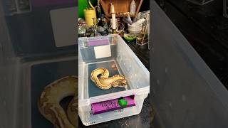 Shipped off 2 more! #molinarosnakelab #shorts #reptiles #petsnake #snakebreeding #babysnakes #python