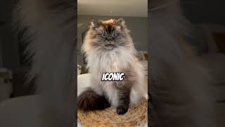 Grumpy Cat Reincarnated