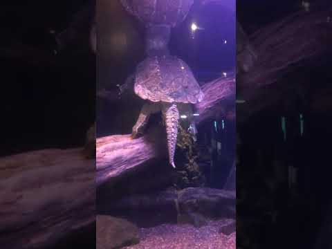 Turtle me and my dad saw at the aquarium