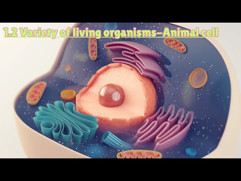 1.2 Variety of Living Organisms (Animal Cell) #edexcelbiology