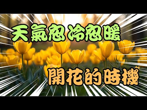 為什麼春季氣候變化會影響植物的開花？這樣的變化會帶來什麼影響？  | 地理 | 天氣 | 春天 | 花