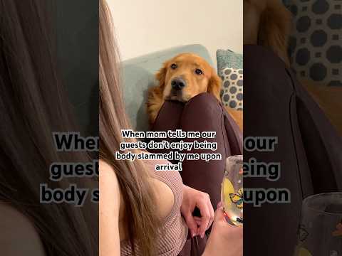 How do you know?? #goldenretreiver #dog #dogsofyoutube #dogmom #puppy #love