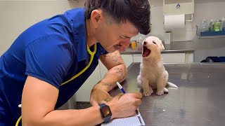 Dogs Who Make Vets Forget Their Job 🤣 Funny Dog's Reaction