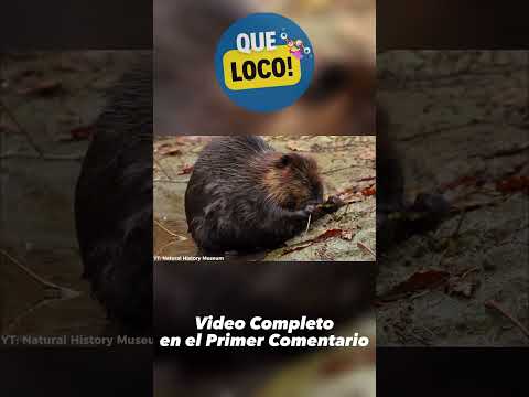 25 cosas que no sabias hace 5 minutos | Que loco! #shorts #curiosidades #divertido #interesante