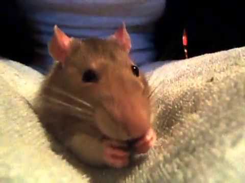 Pet Rat eating a pea