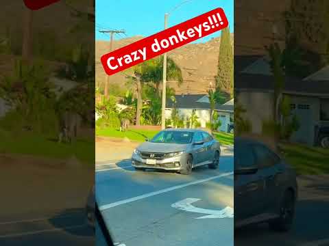 Donkey apocalypse ￼is crazy #comedy #wilddonkey #wtf