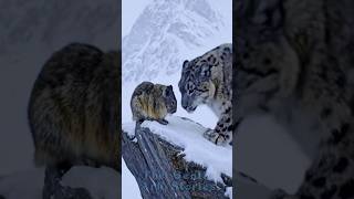 Fluffy Guardian of the Blizzard #thegentlearkstories #wildlife #animalstories