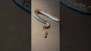 Clown female Het Pied #shortsvideo #snake #reptile #ballpython #pet #babysnakes #piedballpython