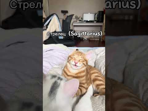 9. If the cat were Sagittarius ♐️ #catshorts #cutecat #funnycats #viralshort #meowing #paws