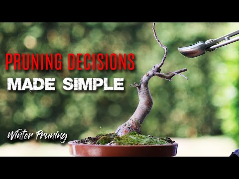 Bonsai tree pruning - making good branch pruning decisions