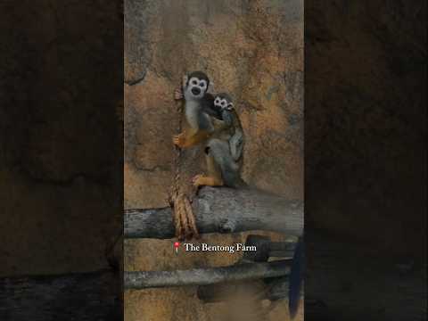 📍 The Bentong Farm