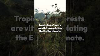 How Tropical Rainforests Shape Global Weather 🌿🌧️ #ClimateChange #WeatherPatterns #EcoFacts
