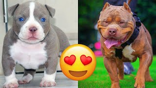 American Bully — Funny And Adorable Videos And Tik Toks Compilation