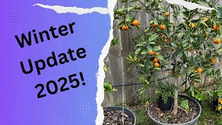 2025 Winter Citrus Update!