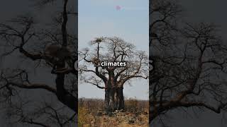 🌳 The Baobab Tree – The Upside Down Tree! 🌍