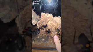 HOW TO BREED [ASSASSIN BUGS] #Shorts